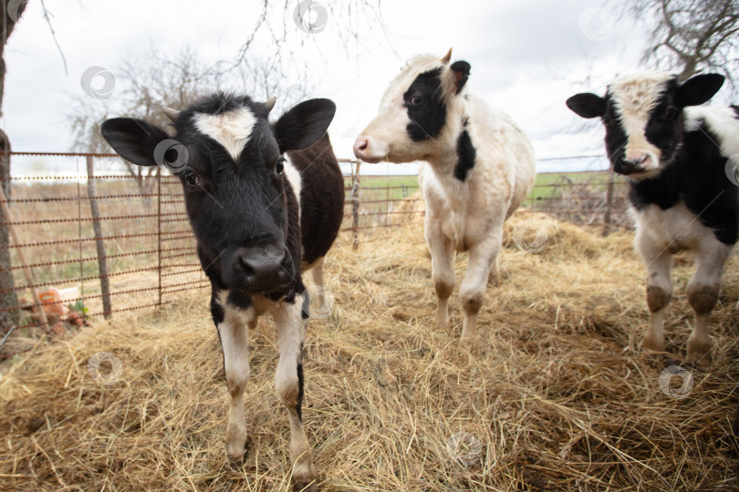 Скачать Три черно-белые коровы стоят на стогу сена. Одна корова смотрит в камеру, в то время как две другие смотрят в сторону фотосток Ozero