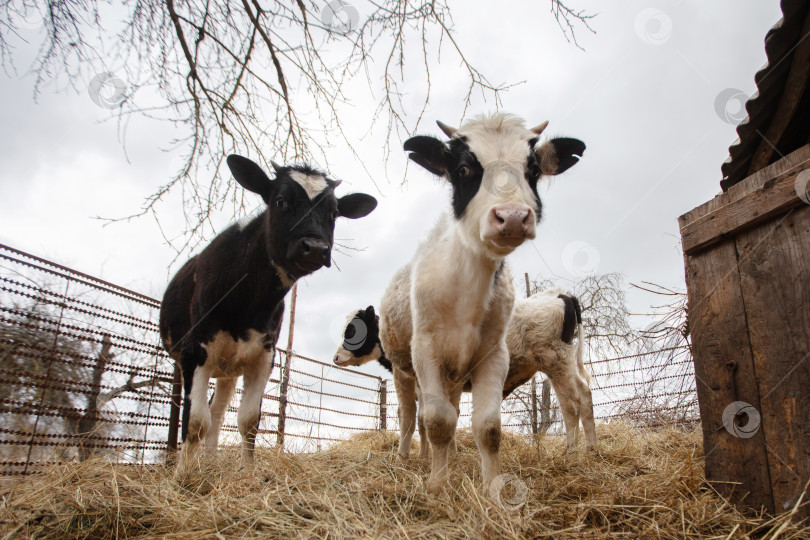 Скачать Три черно-белые коровы стоят на стогу сена. Одна корова смотрит в камеру, в то время как две другие смотрят в сторону фотосток Ozero