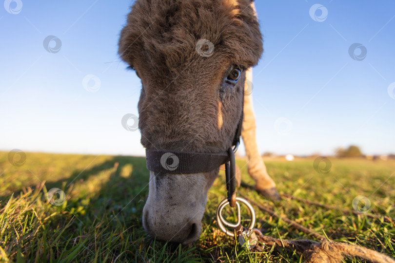 Скачать Крупный план морды серого лохматого осла. фотосток Ozero
