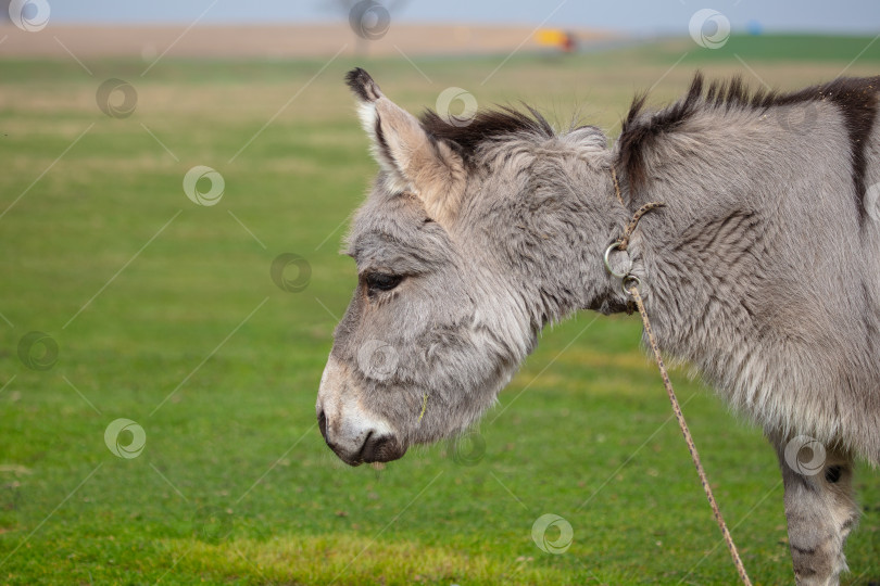 Скачать Крупный план серой ослиной морды на фоне пастбища. фотосток Ozero