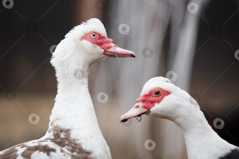 Скачать Две домашние московские утки крупным планом. фотосток Ozero