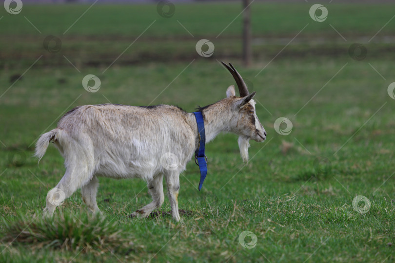 Скачать Коза в синем ошейнике прогуливается по полю фотосток Ozero