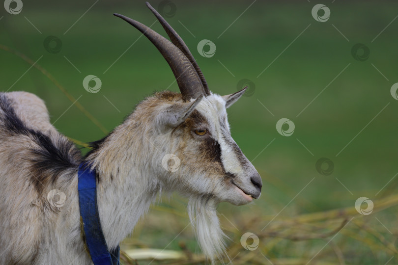 Скачать Серый козел с рогами крупным планом на поле. фотосток Ozero