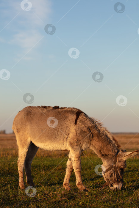Скачать Серый осел пасется на лугу на фоне голубого неба. фотосток Ozero
