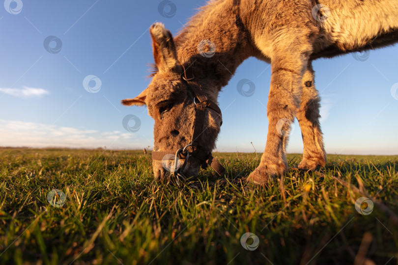 Скачать Серый осел пасется на лугу на фоне голубого неба. фотосток Ozero