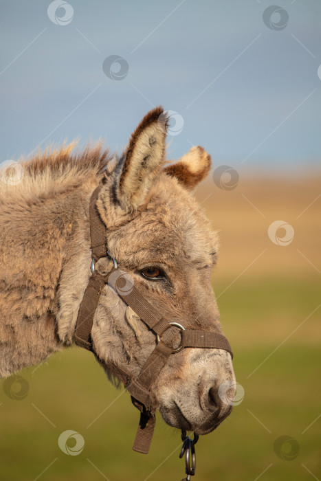 Скачать Крупный план серой ослиной морды на фоне пастбища. фотосток Ozero