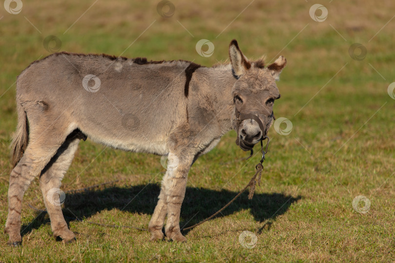 Скачать Серый ослик пасется на зеленом лугу. Он привязан веревкой. фотосток Ozero