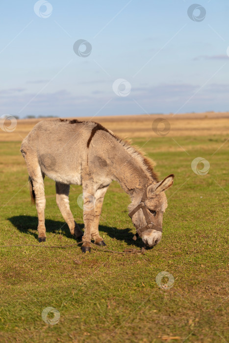 Скачать Серый осел, пасущийся на пастбище фермы. Вертикальный снимок. фотосток Ozero