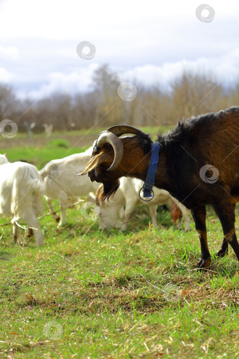 Скачать Коричневая коза с синим ошейником стоит в поле вместе с другими козами фотосток Ozero