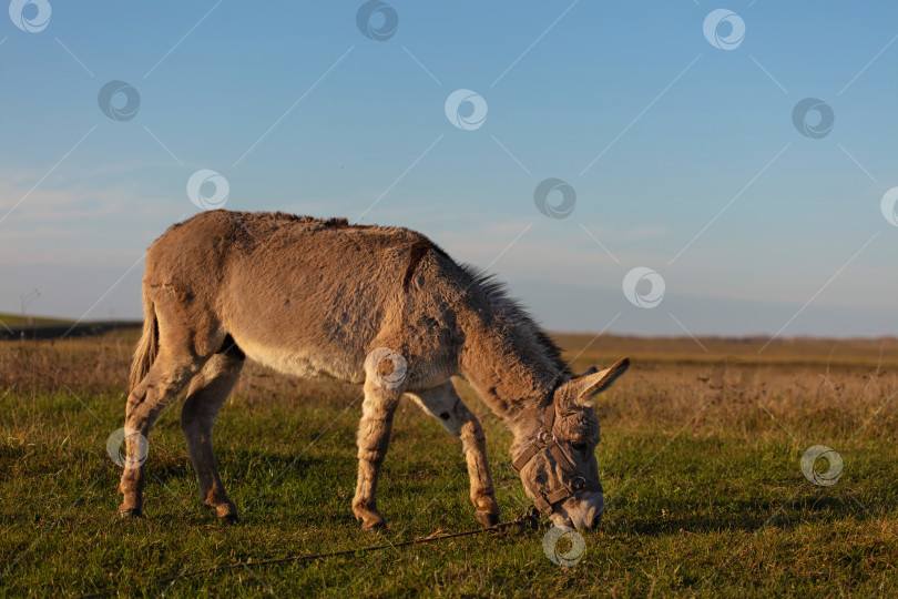 Скачать Серый осел пасется на фоне зеленого луга и голубого неба. фотосток Ozero