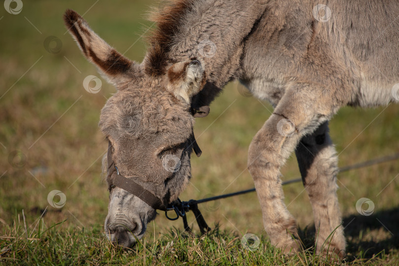 Скачать Крупный план серой ослиной морды на фоне пастбища. фотосток Ozero