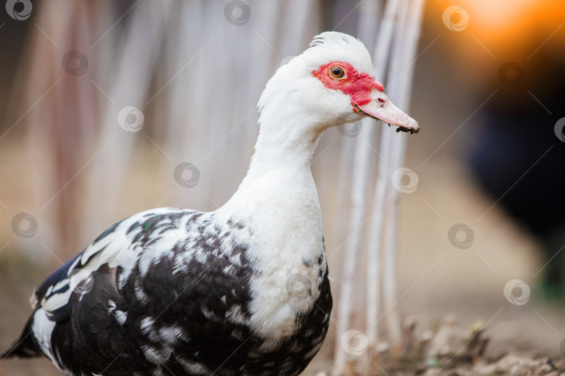 Скачать Крупный план пятнистой мускусной утки, идущей по земле. фотосток Ozero