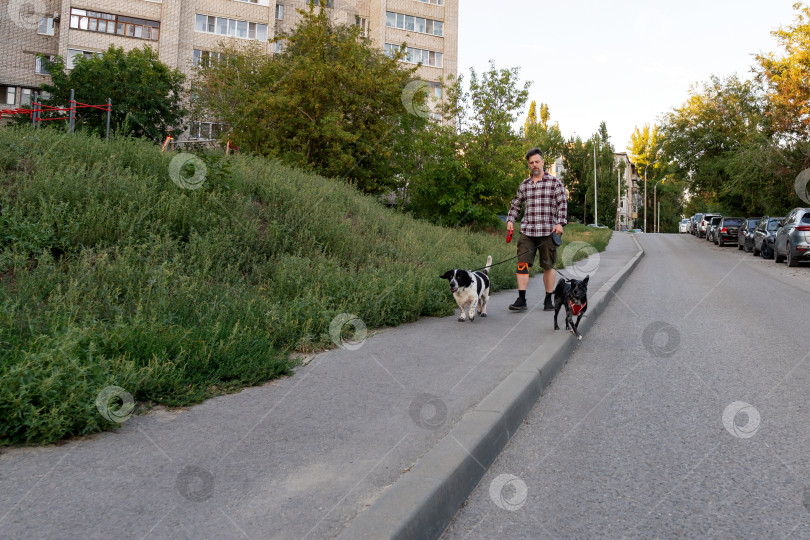 Скачать Мужчина выгуливает двух собак на поводках по городскому тротуару фотосток Ozero