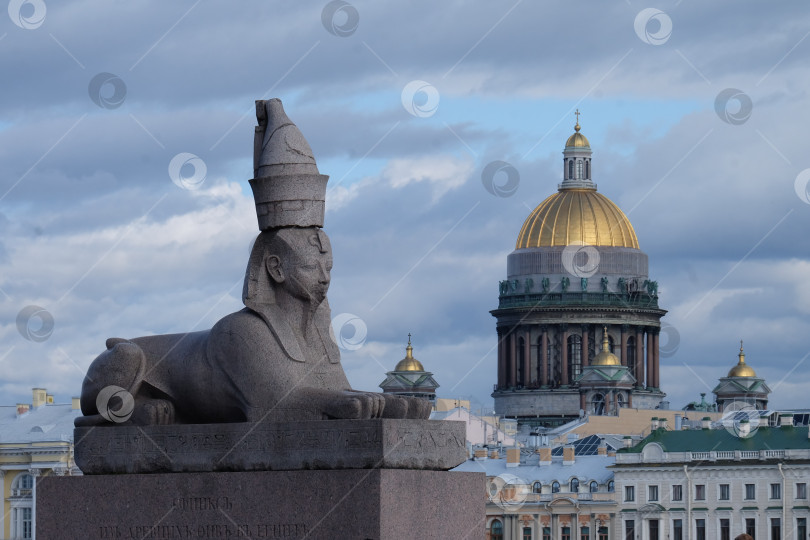 Скачать Сфинкс на Университетской набережной фотосток Ozero