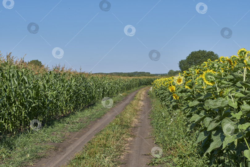 Скачать Сельская грунтовая дорога между кукурузным полем и полем подсолнечника фотосток Ozero