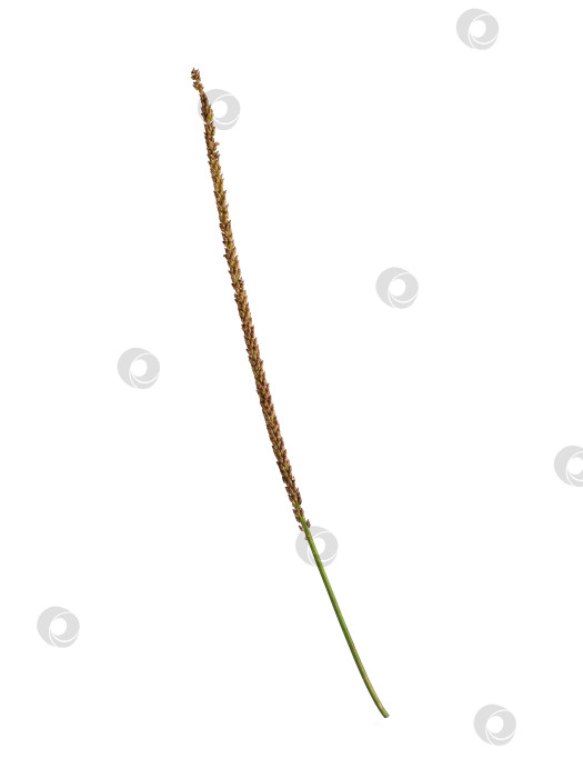Скачать Высушенный цветонос подорожника, выделенный на белом фоне, готовый к вырезанию фотосток Ozero