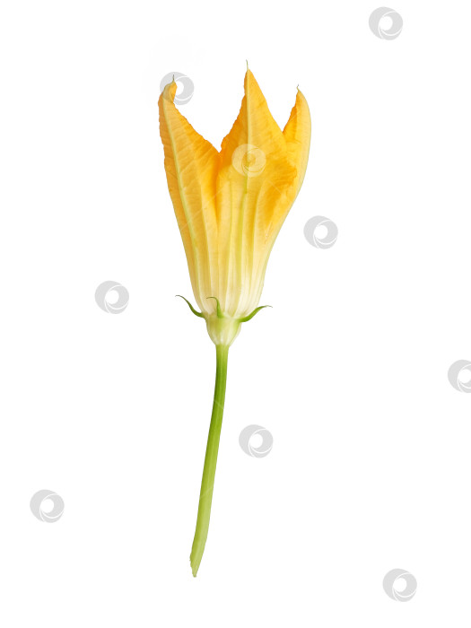 Скачать Макрос с ярко-желтым цветком тыквы, выделенный на белом фоне, готов к вырезанию. Чрезвычайно высокое разрешение фотосток Ozero