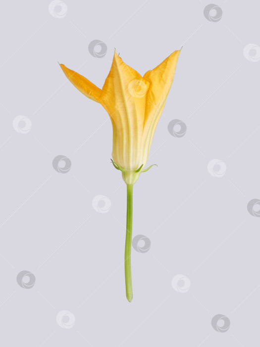 Скачать Яркий макрос с желтым цветком тыквы, выделенный на белом фоне, готов к вырезанию фотосток Ozero