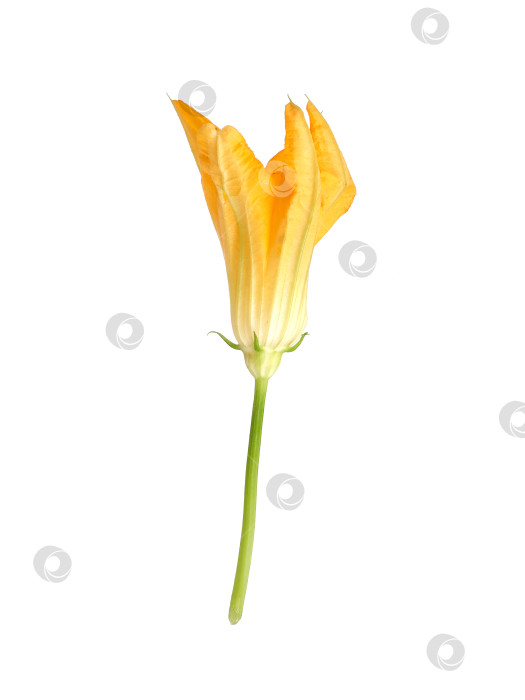 Скачать Макрос с ярко-желтым цветком тыквы, выделенный на белом фоне, готов к вырезанию. Чрезвычайно высокое разрешение фотосток Ozero