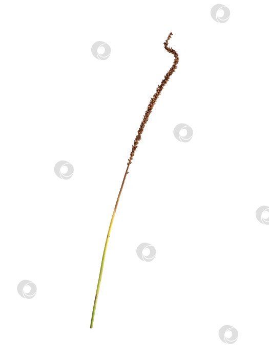 Скачать Высушенный цветонос подорожника, выделенный на белом фоне, готовый к вырезанию фотосток Ozero