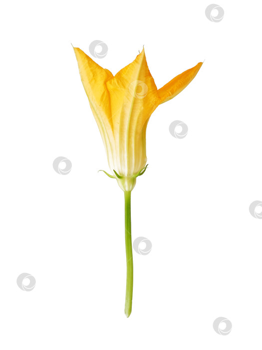 Скачать Макрос с ярко-желтым цветком тыквы, выделенный на белом фоне, готов к вырезанию. Чрезвычайно высокое разрешение фотосток Ozero