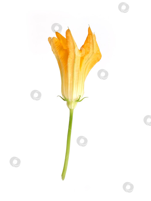 Скачать Макрос с ярко-желтым цветком тыквы, выделенный на белом фоне, готов к вырезанию. Чрезвычайно высокое разрешение фотосток Ozero