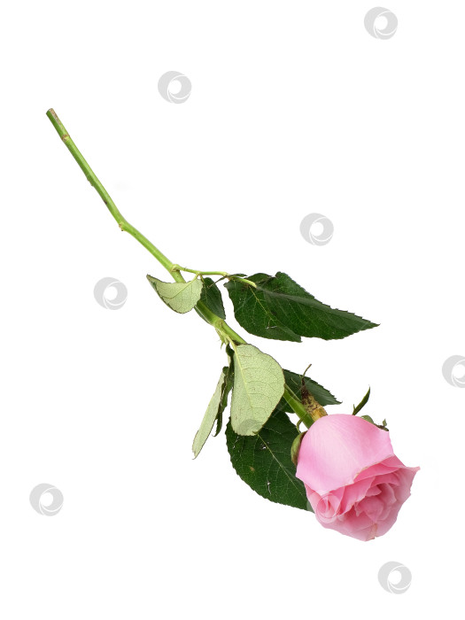 Скачать Нежно-розовый цветок розы, выделенный на белом фоне, готов к вырезанию. чрезвычайно высокое разрешение фотосток Ozero