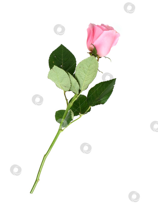Скачать Нежно-розовый цветок розы, выделенный на белом фоне, готов к вырезанию. чрезвычайно высокое разрешение фотосток Ozero