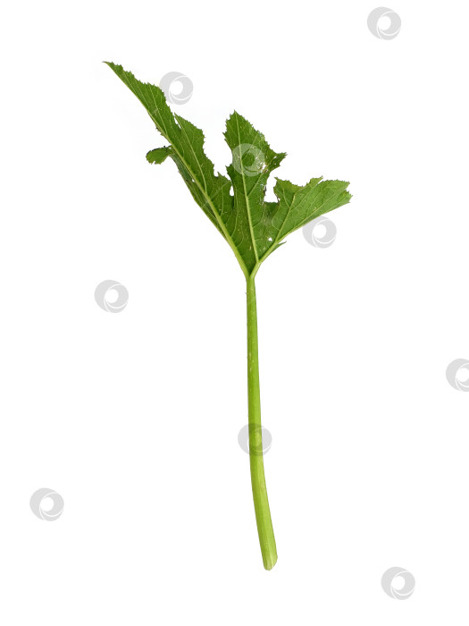 Скачать Детализированный резной зеленый тыквенный лист, выделенный на белом фоне, вырез готов фотосток Ozero