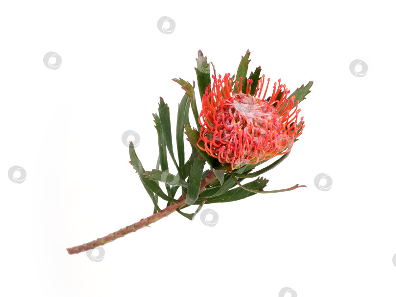 Скачать Цветок лейкоспермума (подушечки для булавок), выделенный на белом фоне, готов к вырезанию. Чрезвычайно высокое разрешение фотосток Ozero
