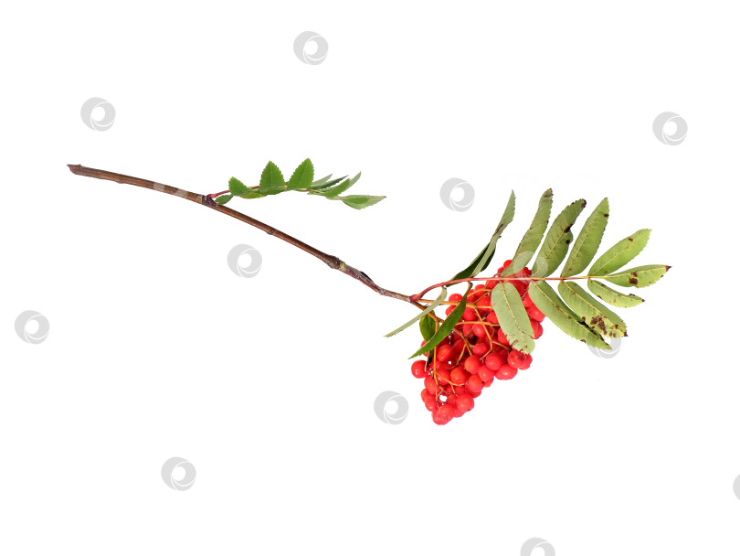 Скачать Ветка с ярко-красными ягодами рябины и зелеными листьями, выделенными на белом фоне, вырез готов фотосток Ozero