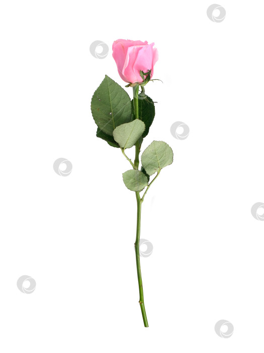 Скачать Нежно-розовый цветок розы, выделенный на белом фоне, готов к вырезанию. чрезвычайно высокое разрешение фотосток Ozero