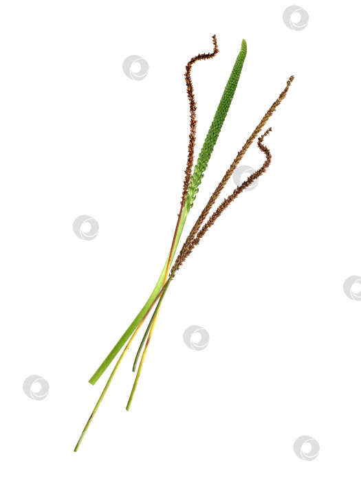 Скачать Сухие и свежие цветочные шипы подорожника, выделенные на белом фоне, макродетали с семенами, готовый вырез фотосток Ozero