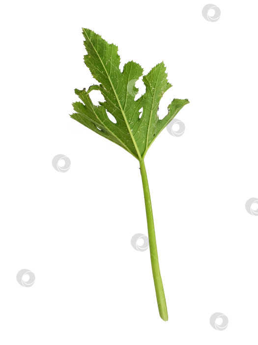 Скачать Детализированный резной зеленый тыквенный лист, выделенный на белом фоне, вырез готов фотосток Ozero