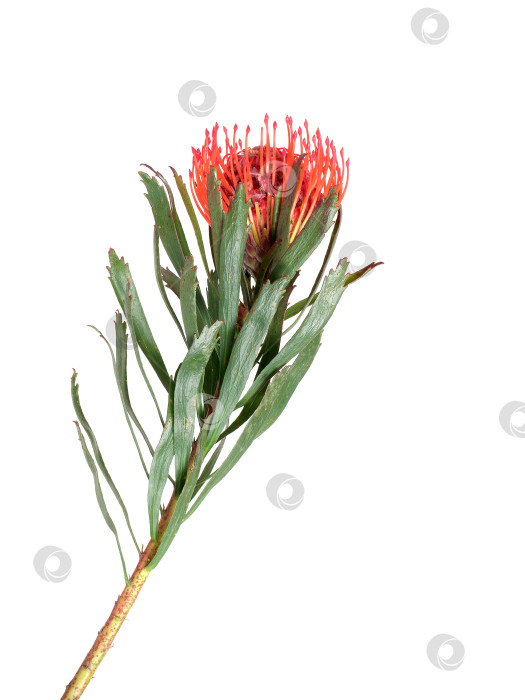 Скачать Цветок лейкоспермума (подушечки для булавок), выделенный на белом фоне, готов к вырезанию. Чрезвычайно высокое разрешение фотосток Ozero