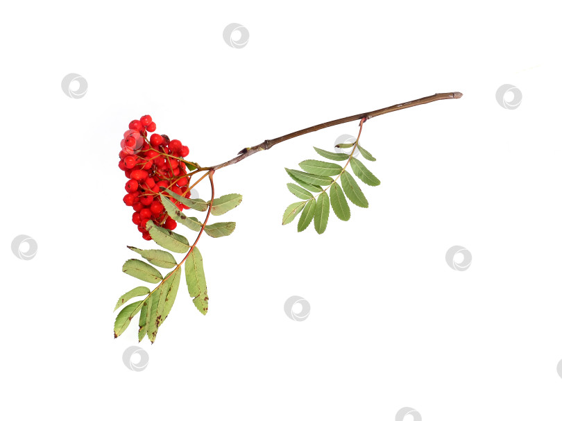 Скачать Ветка с ярко-красными ягодами рябины и зелеными листьями, выделенными на белом фоне, вырез готов фотосток Ozero