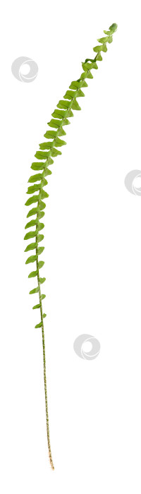 Скачать Одиночный лист папоротника с ярко-зелеными перистыми листьями, выделенный на белом фоне, чрезвычайно высокое разрешение фотосток Ozero