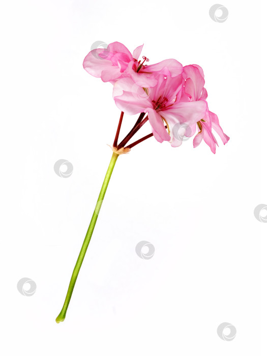 Скачать Одиночный стебель с нежными розовыми цветами герани, выделенными на белом фоне, готов к вырезанию. Чрезвычайно высокое разрешение фотосток Ozero