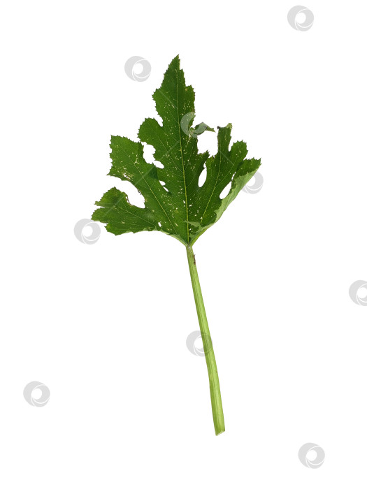 Скачать Детализированный резной зеленый тыквенный лист, выделенный на белом фоне, вырез готов фотосток Ozero