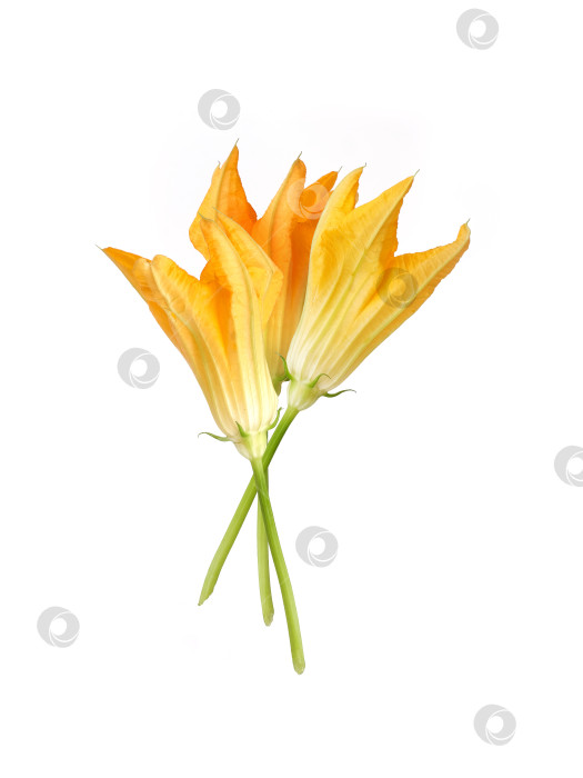 Скачать Макрос с яркими желтыми цветами тыквы, выделенными на белом фоне, готов к съемке. Чрезвычайно высокое разрешение фотосток Ozero