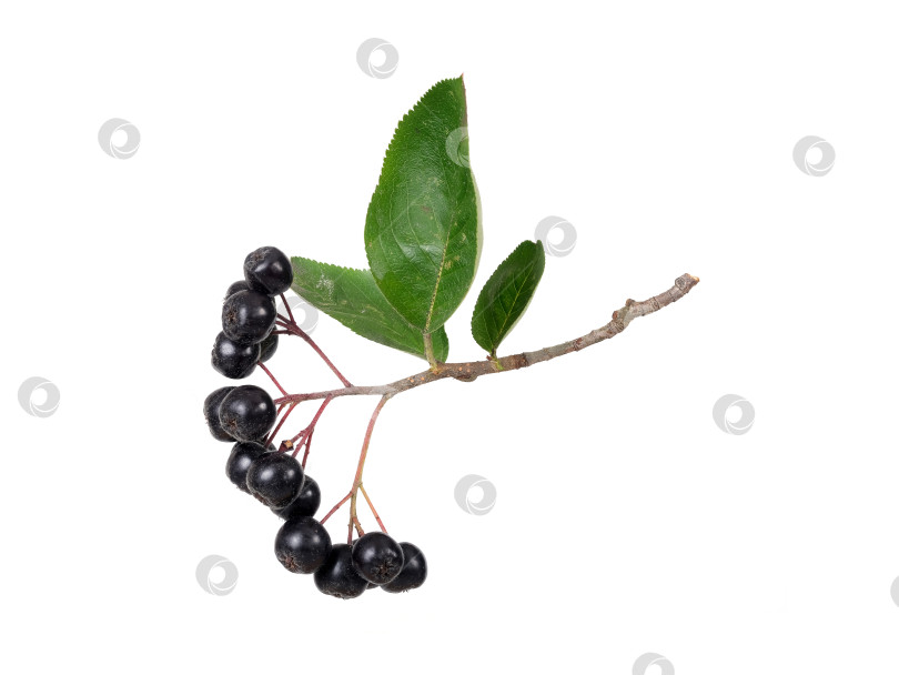 Скачать Свисающая ветка черноплодной рябины с темно-синими ягодами, выделенными на белом фоне, вырез готов фотосток Ozero