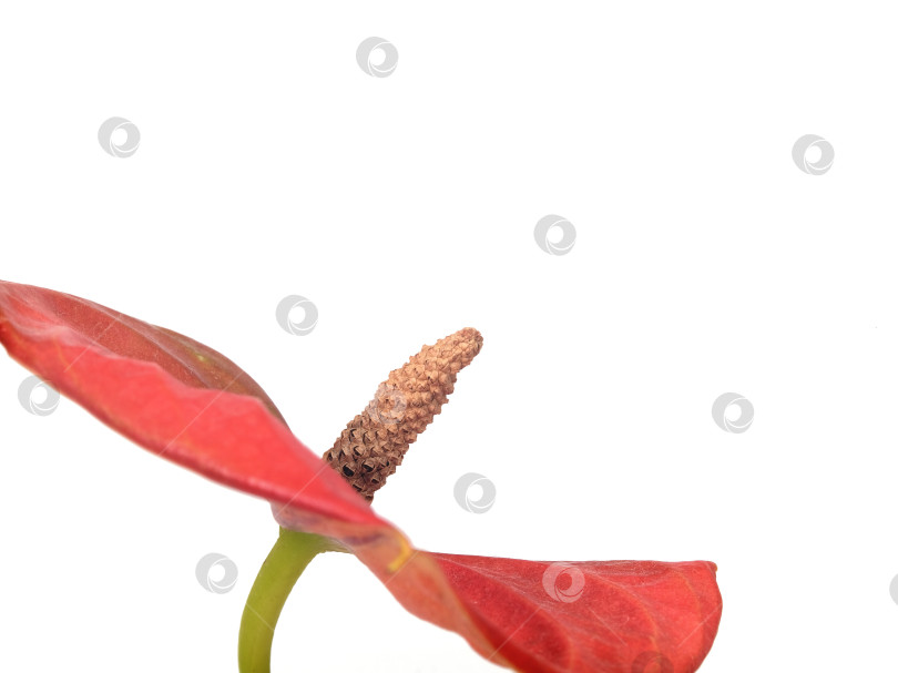 Скачать Крупный план красного цветка антуриума с пестиком на белом фоне, чрезвычайно высокое разрешение фотосток Ozero