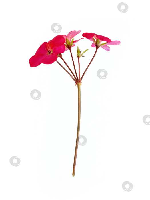 Скачать Одиночный стебель с яркими красными цветами пеларгонии, выделенными на белом фоне, чрезвычайно высокое разрешение фотосток Ozero