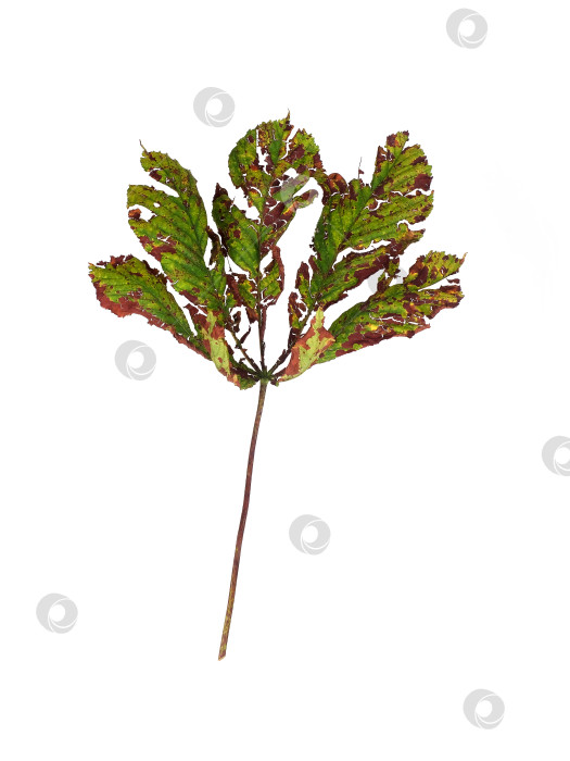 Скачать Изолированный поврежденный лист каштана с коричневыми пятнами на белом фоне, готовый к вырезанию фотосток Ozero