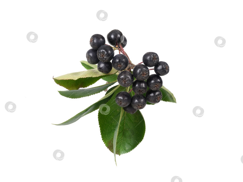 Скачать Свисающая ветка черноплодной рябины с темно-синими ягодами, выделенными на белом фоне, вырез готов фотосток Ozero