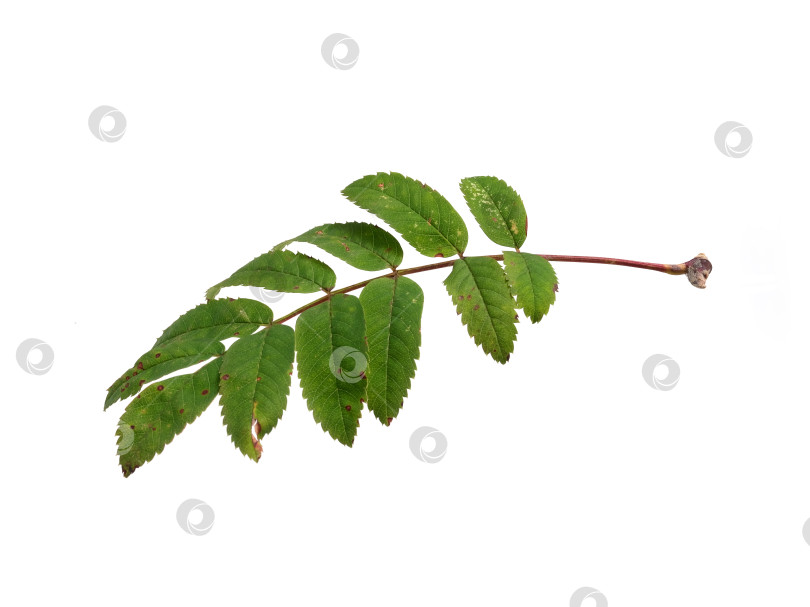 Скачать Макрос сложного листа рябины с красноватым стеблем, выделенный на белом фоне, готов к печати. Чрезвычайно высокое разрешение фотосток Ozero
