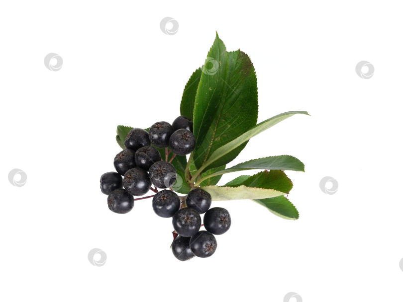 Скачать Свисающая ветка черноплодной рябины с темно-синими ягодами, выделенными на белом фоне, вырез готов фотосток Ozero