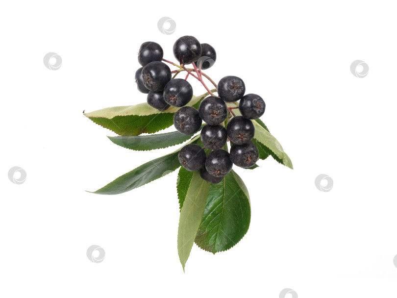 Скачать Свисающая ветка черноплодной рябины с темно-синими ягодами, выделенными на белом фоне, готова к вырезанию. Чрезвычайно высокое разрешение фотосток Ozero