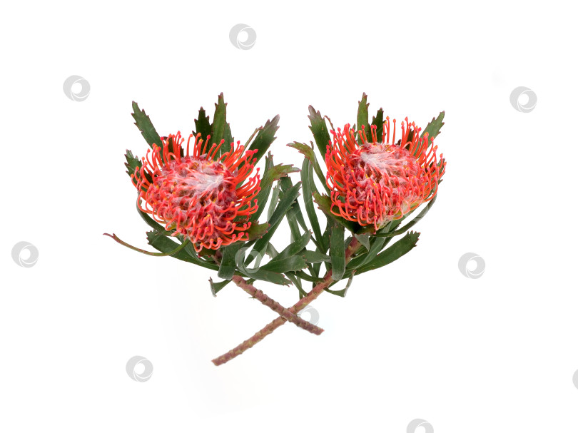 Скачать Цветы лейкоспермума (подушечки для булавок), выделенные на белом фоне, готовы к вырезанию. Чрезвычайно высокое разрешение фотосток Ozero