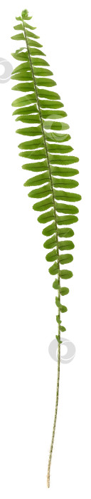 Скачать Одиночный лист папоротника с ярко-зелеными перистыми листьями, выделенный на белом фоне, чрезвычайно высокое разрешение фотосток Ozero